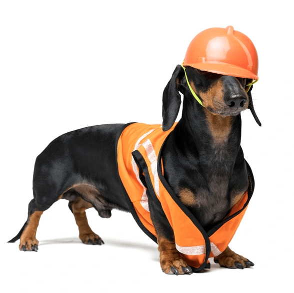 Dog wearing construction hat